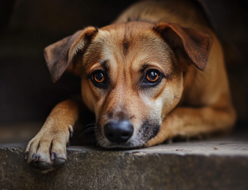 Johnny – verspielter Pittbull